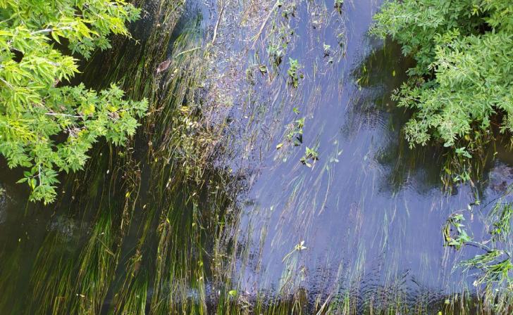 Власти Курской области разбираются в причинах массового мора рыбы в реке Сейм Власти Курской области разбираются в причинах массового мора рыбы в реке Сейм