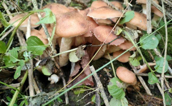 В Курской области за неделю 4 человека отравились грибами