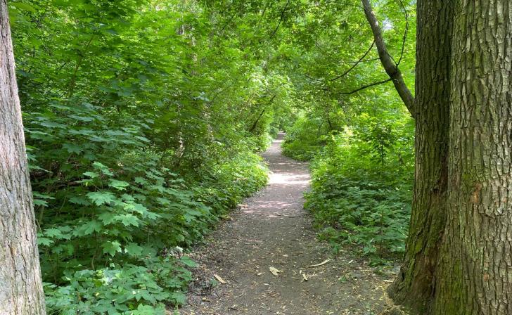 В Курске в природном парке «Соловьиная роща» хотят сделать экотропу