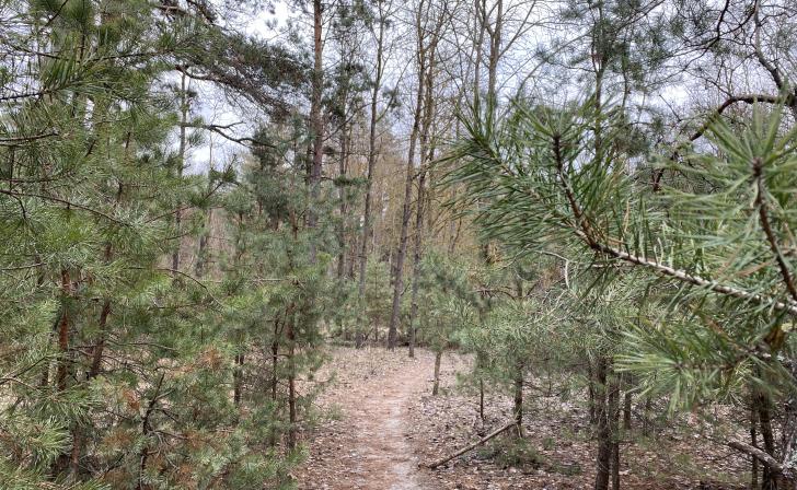 В Курской области за срубленное хвойное дерево грозит штраф в 7 тыс.рублей