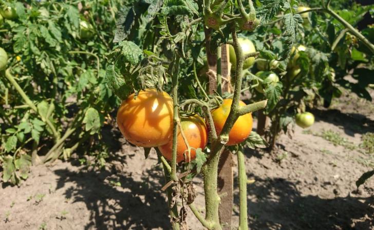 В Курской области помидоры за месяц подорожали на 35,5%