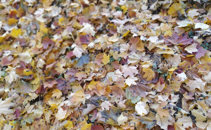 В Курской области 29 ноября ожидается до 6 градусов тепла