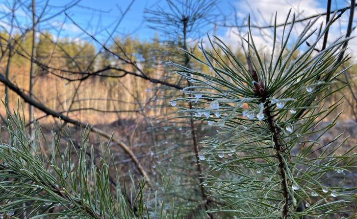 В Курской области прокуратура требует от администрации района провести лесоустройство