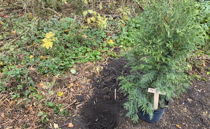 В Курской области озеленение будут проводить с учетом мнения экспертов В Курской области озеленение будут проводить с учетом мнения экспертов