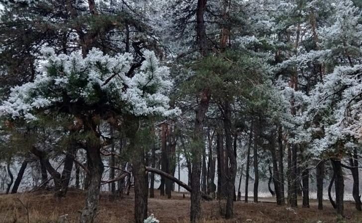 Для подкормки диких животных в Курской области выложено более 4 тонн зерна