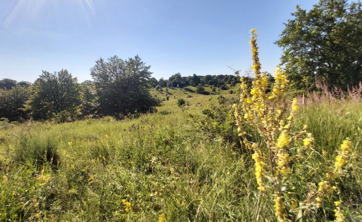 В Курской области Россельхознадзор выявил заросшие бурьяном 710 га