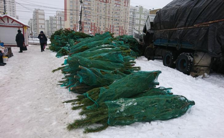 В Курске на нелегальных продавцов елок составлено 24 протокола