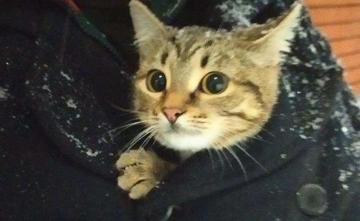 Курский приют «Право жить» приглашает волонтёров на новогодние каникулы