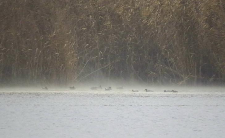 В Железгогорске утки выбрали лучший зимний курорт