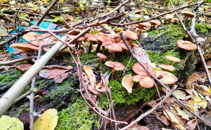 Курская область в 2025 году экспортировала свыше 4 тыс. тонн грибов