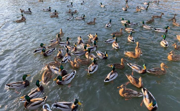 В Курской области началась акция «Серая шейка – 2026» В Курской области началась акция «Серая шейка – 2026»