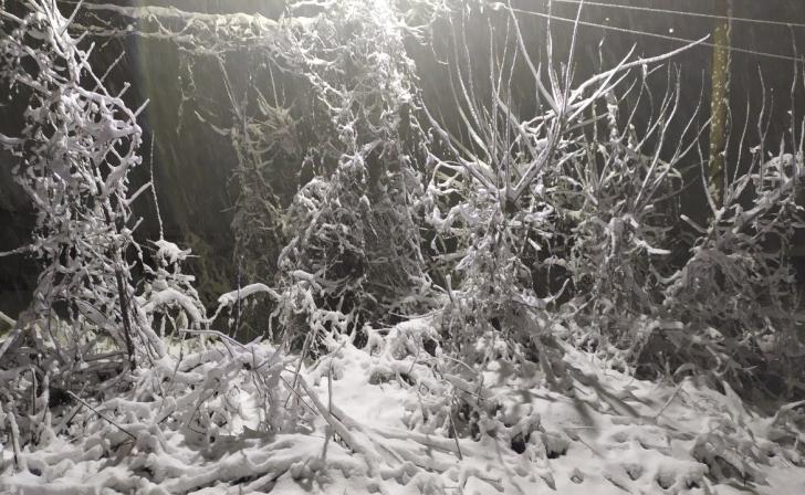 В Курске ожидается мокрый снег, туман, налипание мокрого снега и до двух тепла