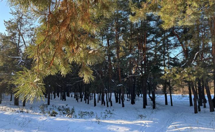 Сотрудники минприроды Курской области провели 143 рейда по охране природы