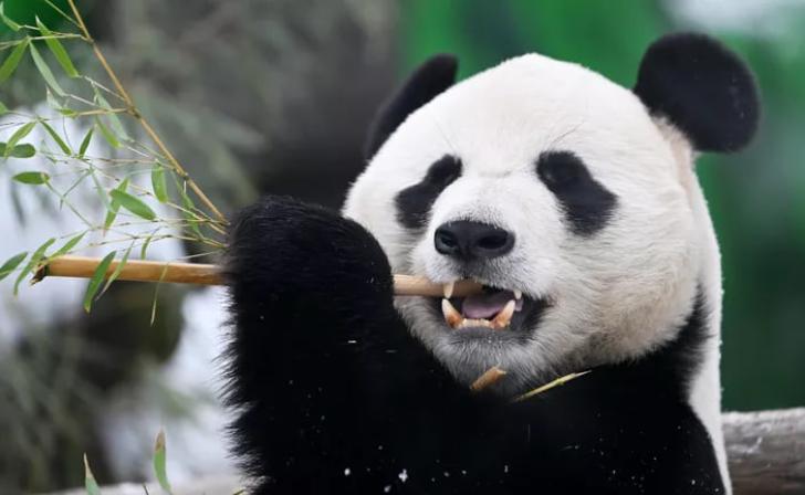 В честь Китайского Нового года панды Московского зоопарка получили подарки