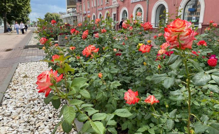 Губернатор Хинштейн потребовал пересмотреть работу по озеленению Курска