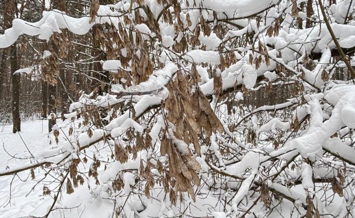 Американский клен и борщевик Сосновского признаны инвазивными растениями для Курской области