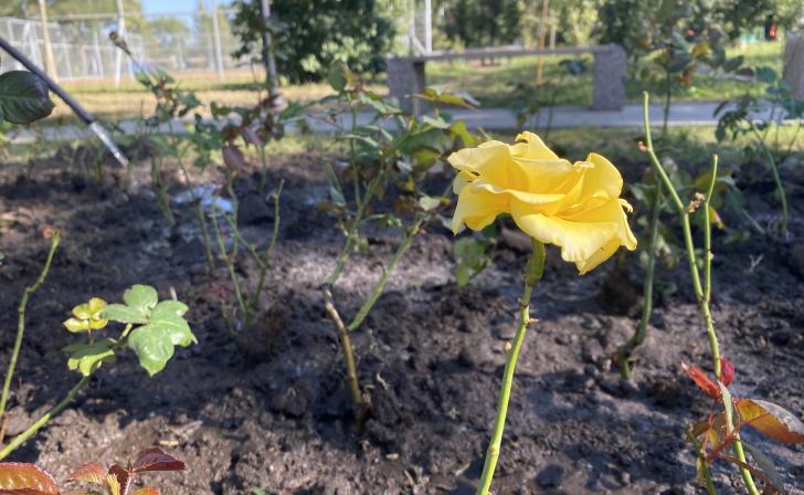 Курский губернатор хочет видеть цветущие клумбы к майским праздникам