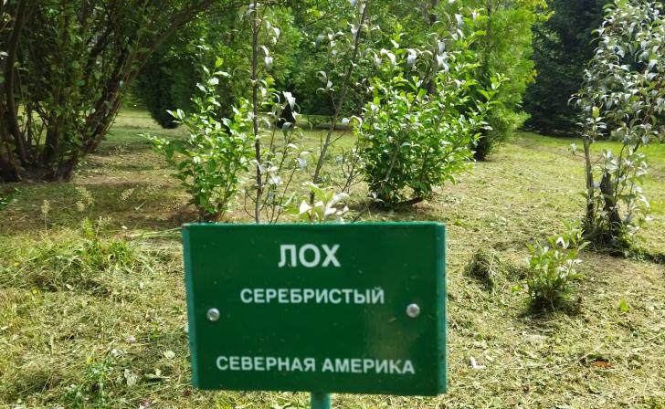 В погоне за модой и красотой в Курске высаживали нетипичные для региона деревья, а дубы и липы игнорировали