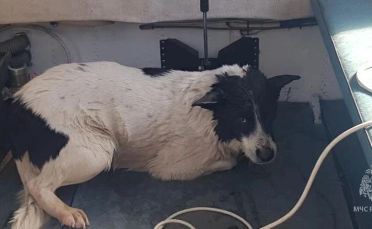 Курские спасатели вытащили провалившуюся под лед собаку