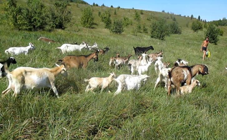 В Курской области ввели штрафы за бурьян и выпас животных