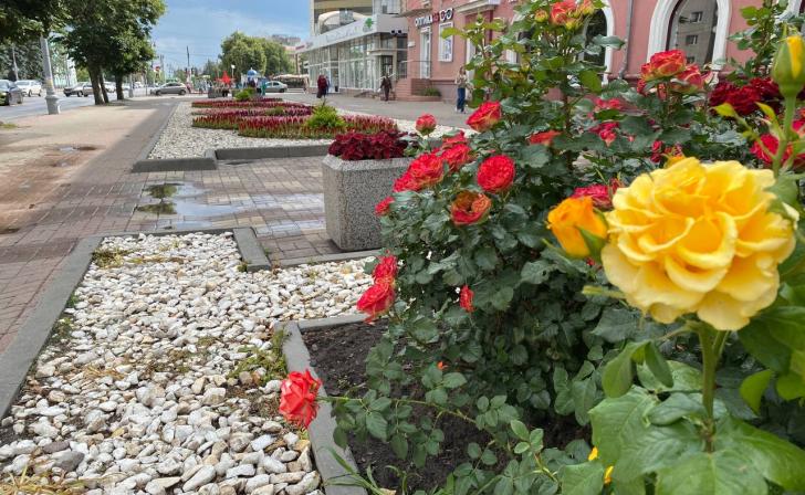 ИП Сароян выиграл конкурс на озеленение Курска