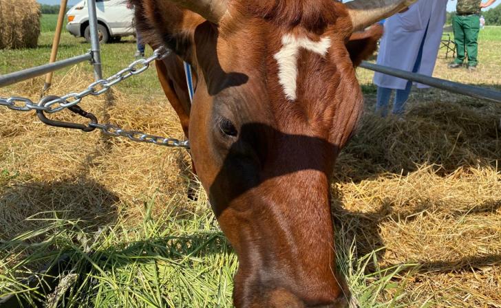 В Курской области ситуация с ящуром благополучная В Курской области ситуация с ящуром благополучная
