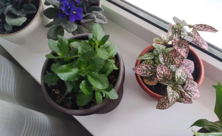 В Курске пенсионерки побывали на мастер-классе по садоводству