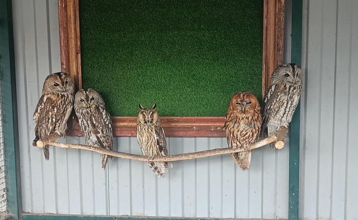 Контуженных в приграничье сов передали в Парк птиц в Курчатове