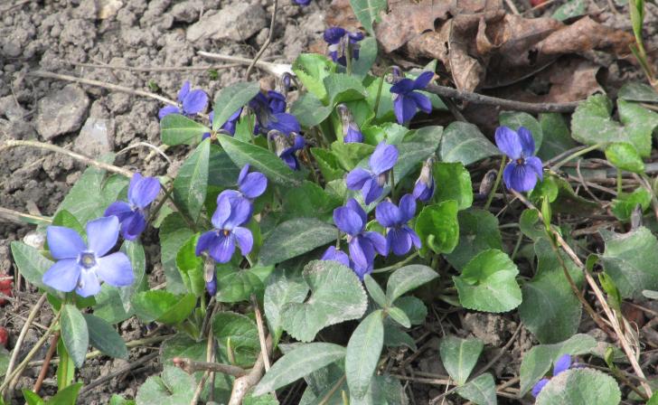 В Курской области ожидаются дожди и до 15 градусов тепла