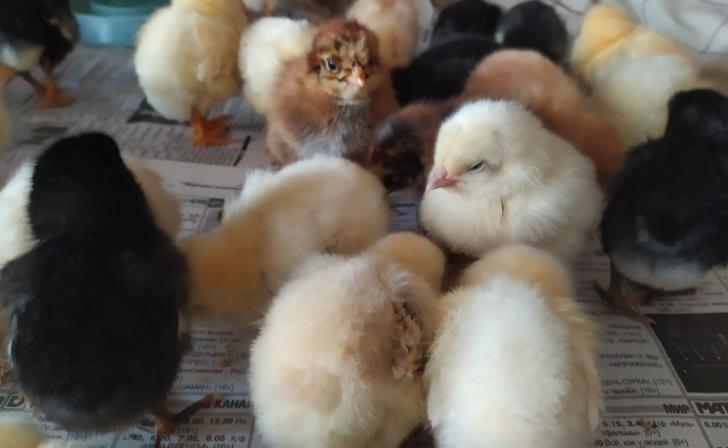 18 апреля в Курске пройдёт выставка «Курское подворье»