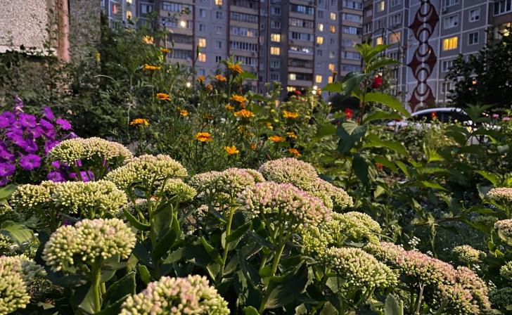 В России жильцов предложили не штрафовать за клумбы во дворах