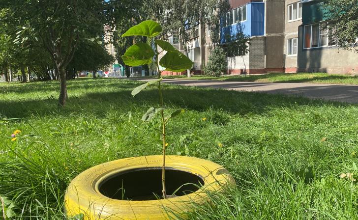 В Курске начнут высаживать липы и берёзы
