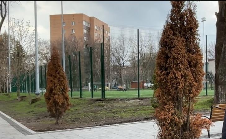 В Курске в Парке пионеров засохли две туи