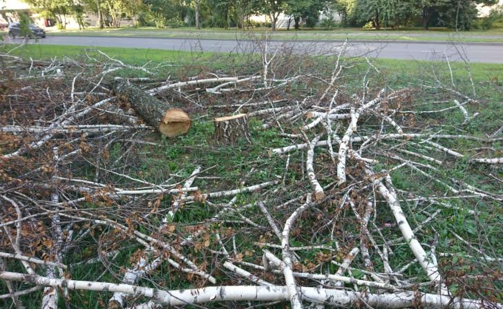 Курянам объяснила причину вырубку берез в поселке Северном