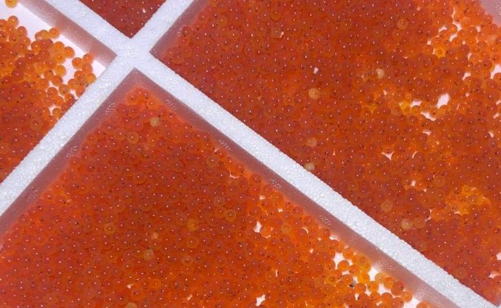 В Курскую область завезли оплодотворённую икру форели из Франции