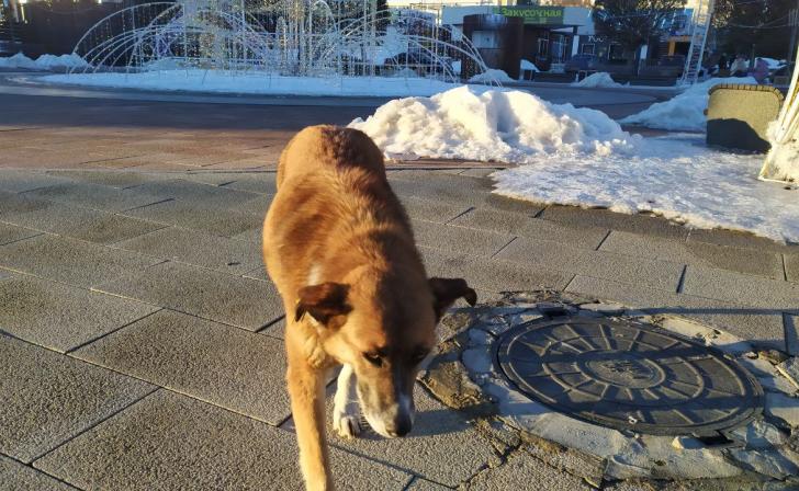 В Курчатове родители отсудили у мэрии 50 тыс.рублей за нападение бродячей собаки на ребенка