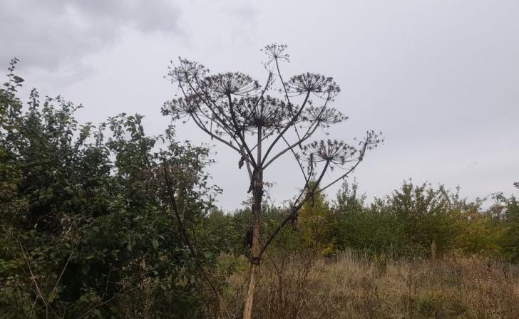 В Курской области появился список опасных растений