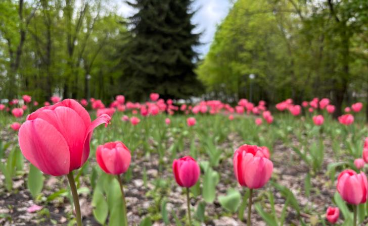 В Курской области 16 мая потеплеет до 23 градусов