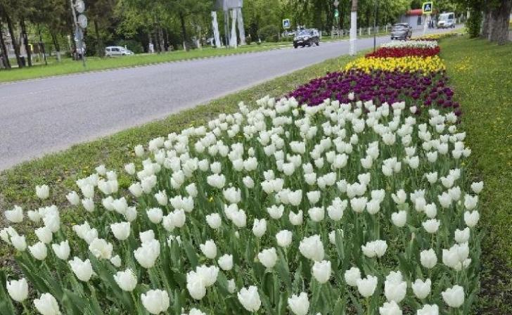В Железногорске цветы для городских клумб планируют выращивать в школьных теплицах В Железногорске цветы для городских клумб планируют выращивать в школьных теплицах