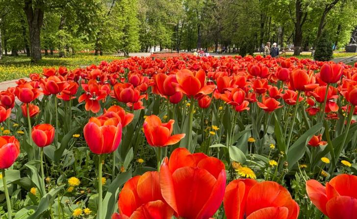 Не только тюльпаны порадуют белгородцев в следующем году