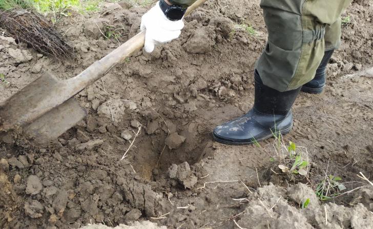 Курян приглашают на высадку дубового леса