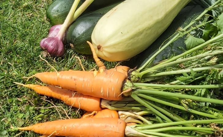 В Курской области выросли продажи овощей и авто