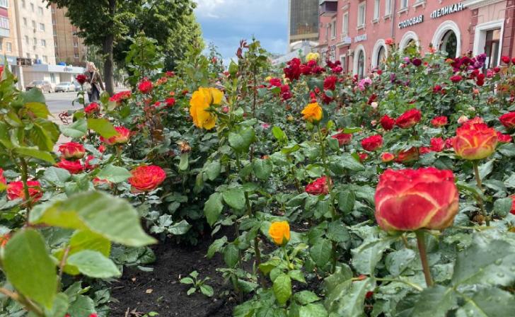 В Курске цветники поливают по графику