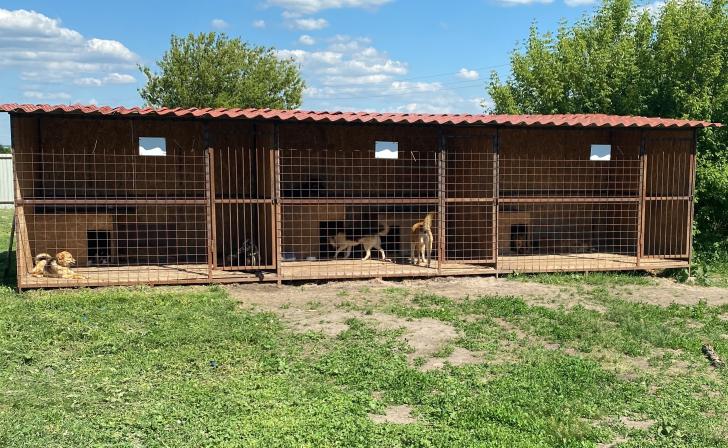 Мэр Курска планирует поездку в приют для бездомных животных