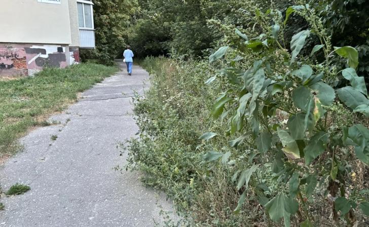 В Курске косят траву и пилят сухие деревья В Курске косят траву и пилят сухие деревья