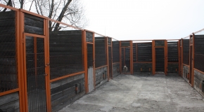 Здесь собак держат 10 дней, после чего усыпляют