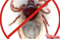 В Курской области регистрируются первые случаи укусов клещей