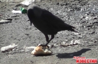 В Курской области стартует экологическая акция