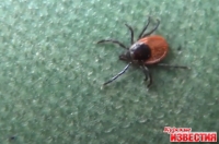 Будьте бдительны! Клещи атакуют!