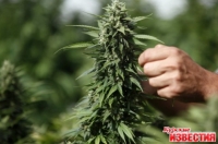 В Курской районе уничтожили 4 гектара конопли.